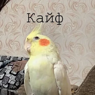 Sticker from Яша💛