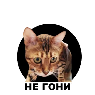 😳 emoji Муркинский движ Telegram sticker 20 of 120
