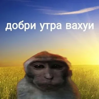 Sticker from memeaaaaaaaassss