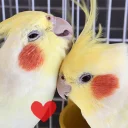 ❤ emoji Random bird stuff Telegram sticker 22 of 120