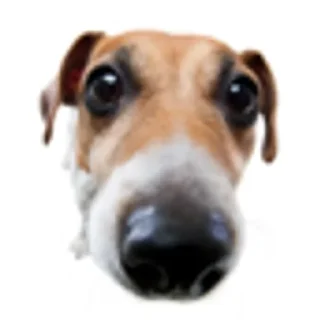 😚 emoji Смешные Акакии Telegram sticker 10 of 29