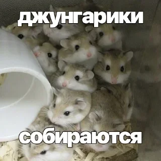 🐹 emoji Минусовские стикосы Telegram sticker 5 of 119