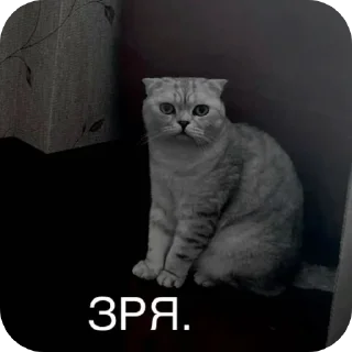 🐱 emoji завертин правит миром Telegram sticker 10 of 24