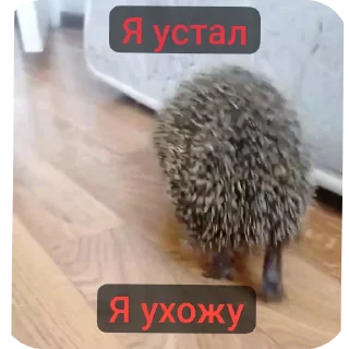 🐶 emoji Чёто мб крутое Telegram sticker 17 of 49