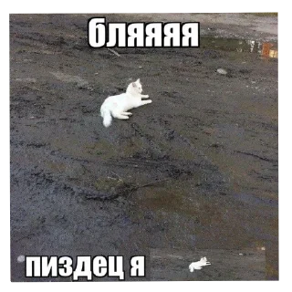 🐶 emoji эм типа Telegram sticker 11 of 93