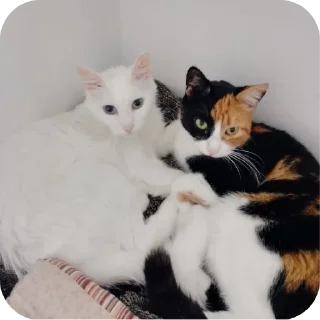 🐱 emoji Чёто мб крутое Telegram sticker 23 of 49