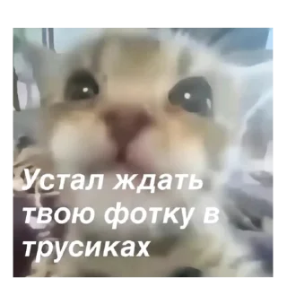 🤲 emoji эм типа Telegram sticker 22 of 93