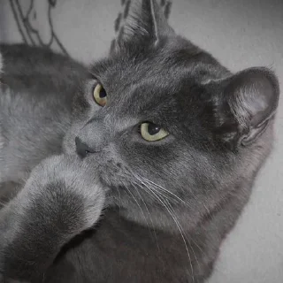 🤔 emoji храни тебя бог Telegram sticker 17 of 89