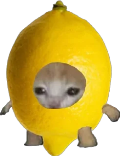 🍋 emoji Жизненные коты и мемы Telegram sticker 18 of 52