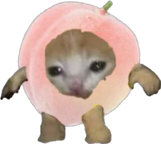 🍑 emoji Жизненные коты и мемы Telegram sticker 15 of 52