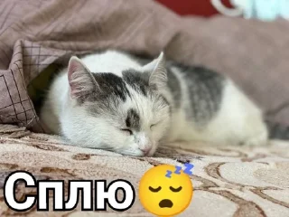 😴 emoji Мурка А ну-ка давай-ка Telegram sticker 9 of 24
