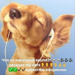 🌟 emoji собакоты ₍⸍⸌̣ʷ̣̫⸍̣⸌₎ Telegram sticker 22 of 65