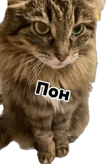 😌 emoji Дарья Легенда Telegram sticker 18 of 61