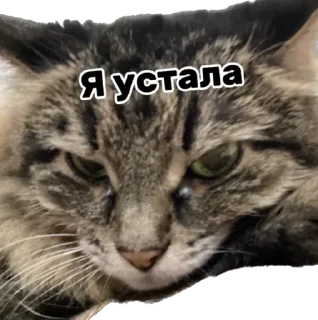😞 emoji Дарья Легенда Telegram sticker 3 of 61
