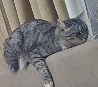 😼 emoji топовые Telegram sticker 7 of 19