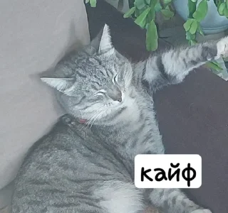 😴 emoji топовые Telegram sticker 9 of 19