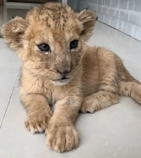 Sticker from lion
