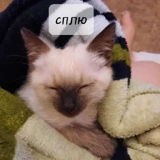 💤 emoji КнопСель Telegram sticker 24 of 35