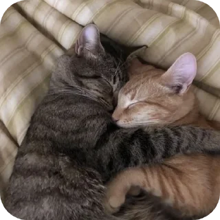 🐱 emoji котэке Telegram sticker 1 of 44