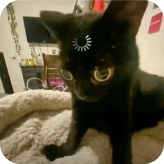 🐱 emoji котэке Telegram sticker 2 of 44