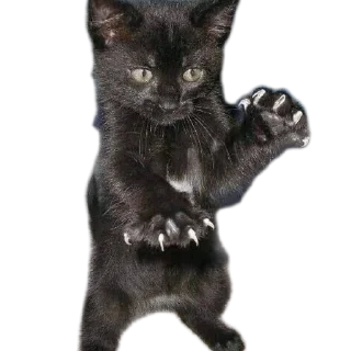 🐱 emoji котэке Telegram sticker 21 of 44