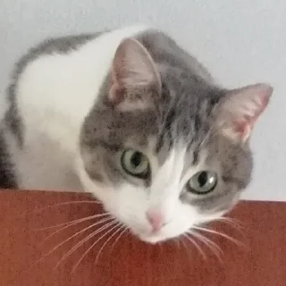 🐈 emoji кат кат катюня Telegram sticker 19 of 26