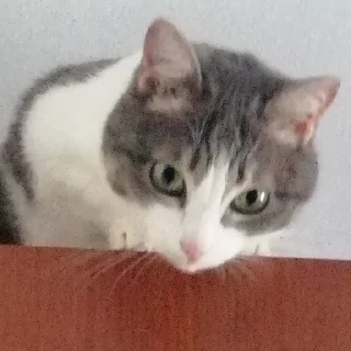 🐈 emoji кат кат катюня Telegram sticker 18 of 26