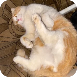 🫥 emoji Мы ❤️ Telegram sticker 6 of 120