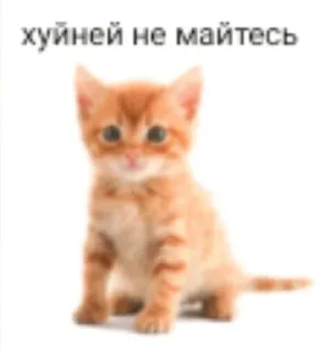 😜 emoji Пиздатые коты Telegram sticker 17 of 97