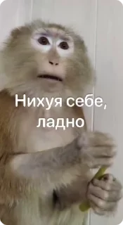 🌟 emoji Марка брад Telegram sticker 4 of 17