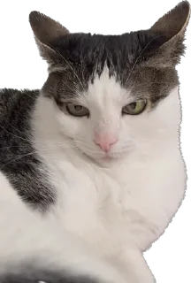 🧐 emoji Цей котик, цей котик… Він маненький гнидич Telegram sticker 16 of 24