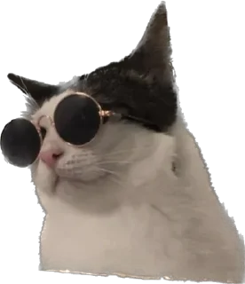 😎 emoji Цей котик, цей котик… Він маненький гнидич Telegram sticker 21 of 24