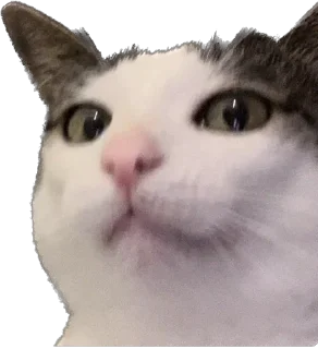 😮 emoji Цей котик, цей котик… Він маненький гнидич Telegram sticker 14 of 24