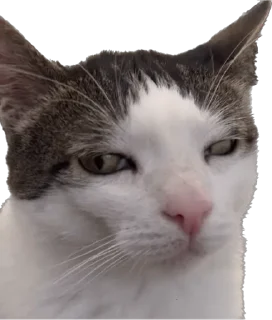 😑 emoji Цей котик, цей котик… Він маненький гнидич Telegram sticker 6 of 24