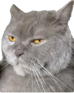 🧐 emoji Цей котик, цей котик… Він маненький гнидич Telegram sticker 13 of 24