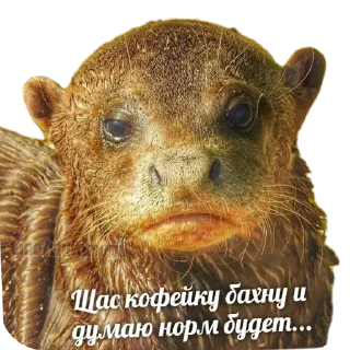🖼 emoji @vidromemi ВЫДРОМЕМЫ IV Telegram sticker 20 of 61