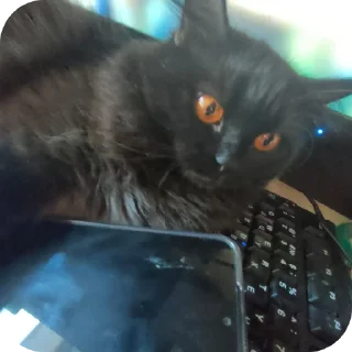 🐱 emoji даня дал юле Telegram sticker 7 of 26