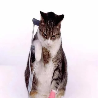 😰 emoji котики - наркотики Telegram sticker 12 of 65
