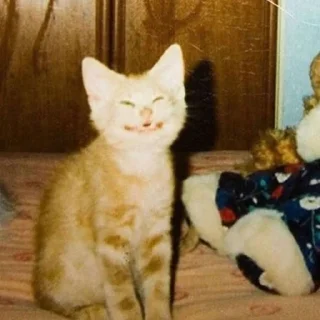 😁 emoji котики - наркотики Telegram sticker 21 of 65