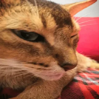 🤨 emoji коты Telegram sticker 14 of 20