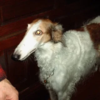 👀 emoji Borzoi mod from @hwoyya Telegram sticker 14 of 120