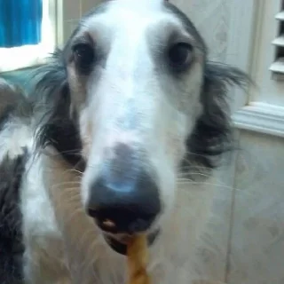 🌟 emoji Borzoi mod from @hwoyya Telegram sticker 3 of 120