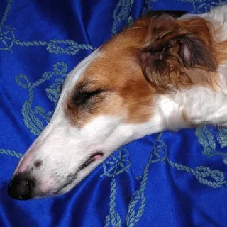 🌟 emoji Borzoi mod from @hwoyya Telegram sticker 5 of 120