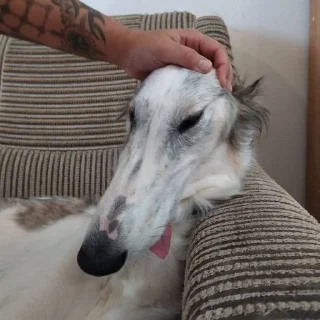 😵‍💫 emoji Borzoi mod from @hwoyya Telegram sticker 24 of 120