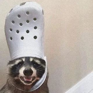 🦝 emoji 𝖘𝖑𝖊𝖊𝖕𝖎𝖓𝖌 𝖗𝖆𝖈𝖈𝖔𝖔𝖓 Telegram sticker 5 of 116