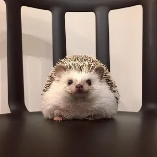 📺 emoji Jane's Hedgehogs Telegram sticker 22 of 43