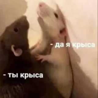 🐁 emoji улугбек и коты Telegram sticker 8 of 24