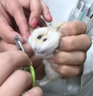 🐹 emoji Жейски мемчики Telegram sticker 17 of 99