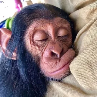 😴 emoji MONKEYS BY @bambinaaaaa Telegram sticker 9 of 119