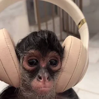 🎧 emoji MONKEYS BY @bambinaaaaa Telegram sticker 13 of 119